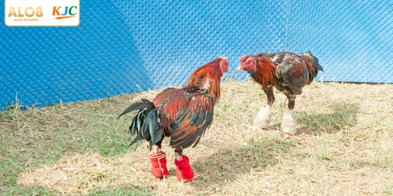 Áp dụng các mẹo chơi bất bại từ các chuyên gia