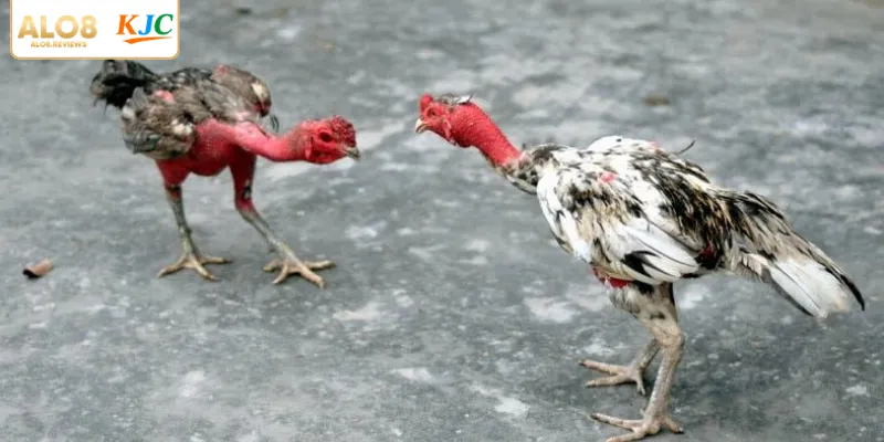 Bỏ túi bí kíp đặt cược trận đấu Thomo