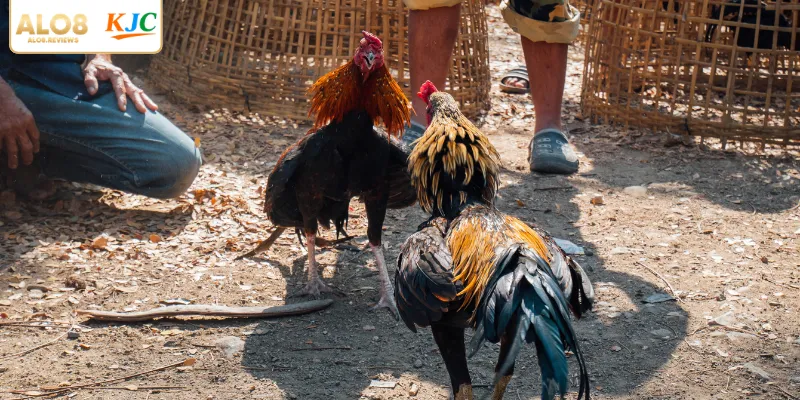 Bỏ túi các kinh nghiệm chọn gà đá bất bại