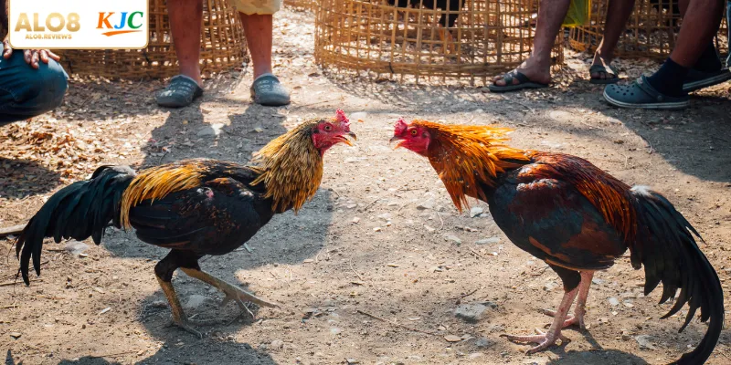 Các tiêu chí chọn gà đá chuẩn