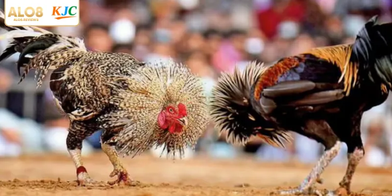 Chuyên mục đá gà nổi bật hỗ trợ thành viên gặt hái thành công