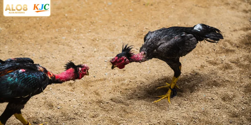 Hội viên cần hiểu rõ quy định khi cược gà đá cựa sắt