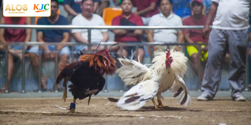 Hướng dẫn đọc tỷ lệ khi xem đá gà