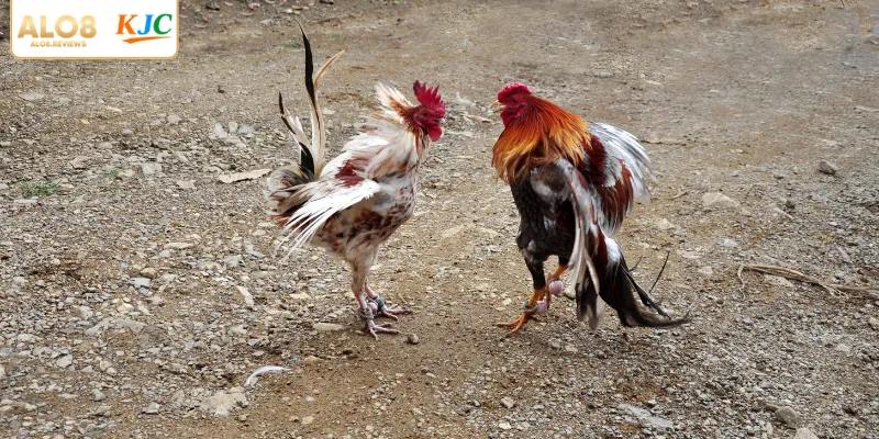 Khái quát nhanh về đá gà cựa sắt