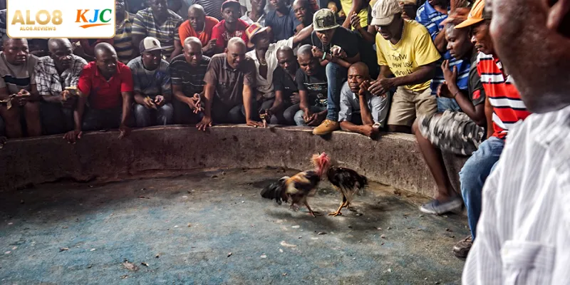 Sảnh đá gà sở hữu giao diện truyền phát trực tiếp vô cùng chân thực