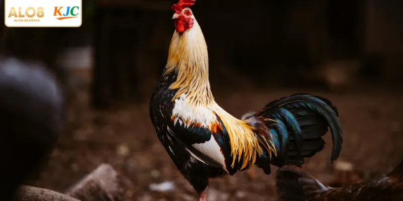 Vai trò quan trọng khi biết chọn gà đá