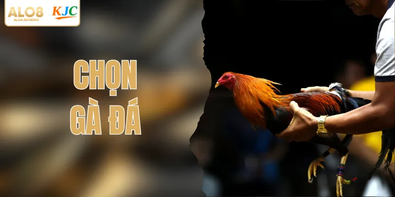 Chọn Gà Đá| Bí Quyết Xem Tướng Từ Các Sư Kê Lão Luyện