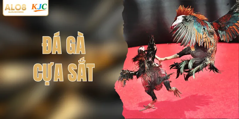 Đá Gà Cựa Sắt - Những Màn So Tài Kịch Tính Nảy Lửa 2026